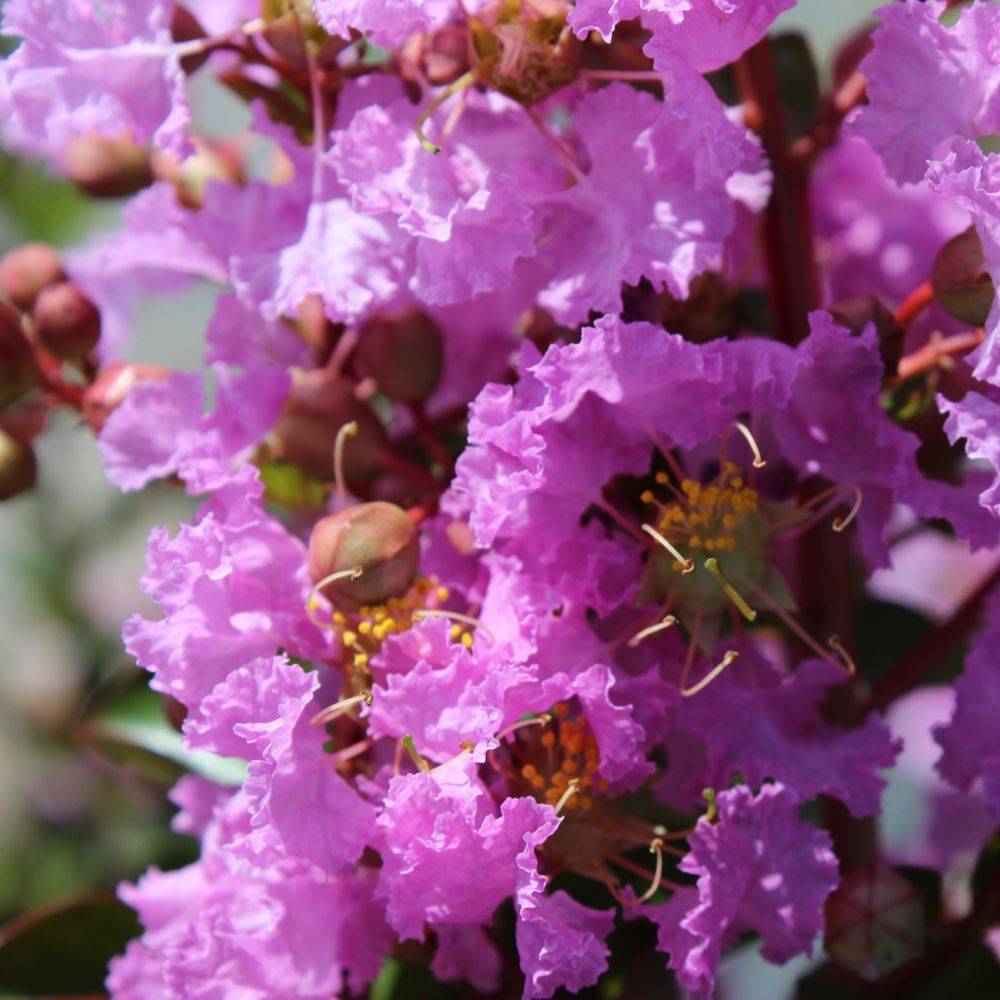 Lilas des Indes Souvenir d'Hubert Puard® - Image 3