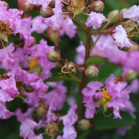 Lilas des Indes Souvenir d'Hubert Puard® - Image 4