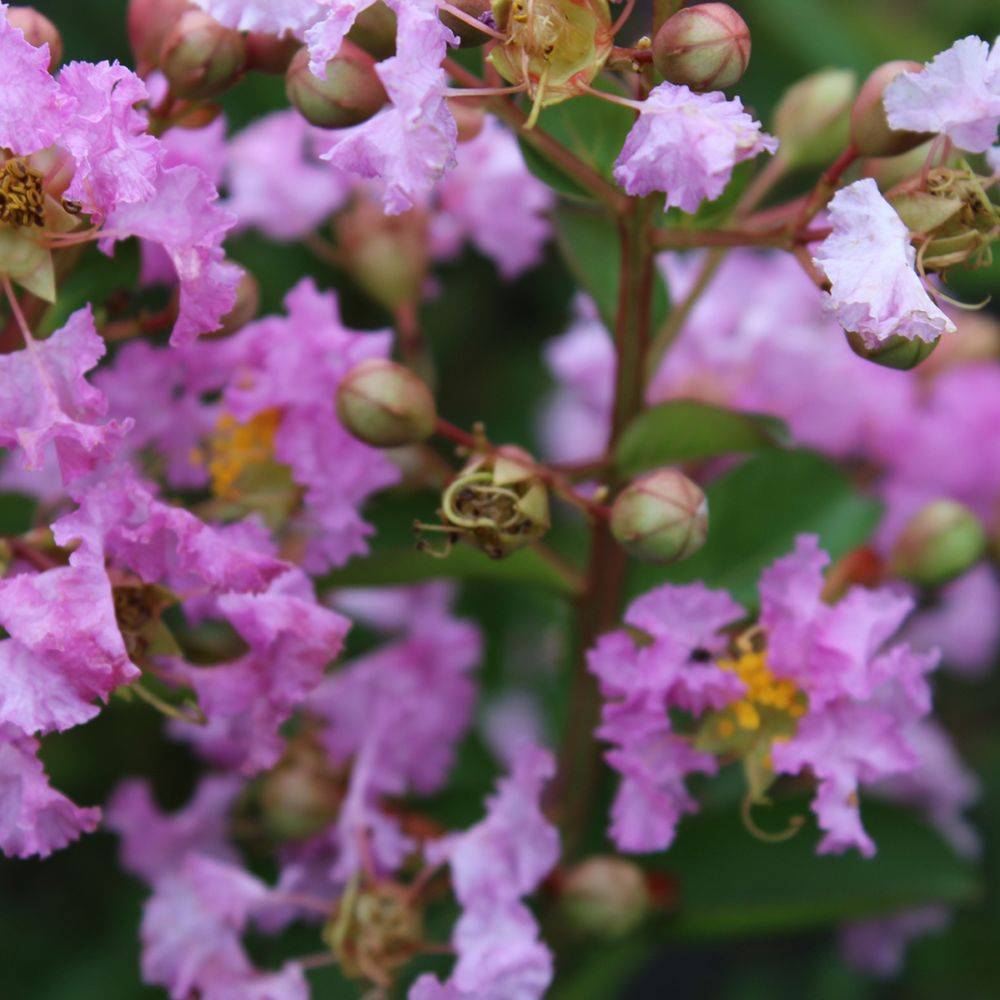 Lilas des Indes Souvenir d'Hubert Puard® - Image 4