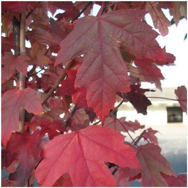 Erable 'Autumn blaze' - Image 3
