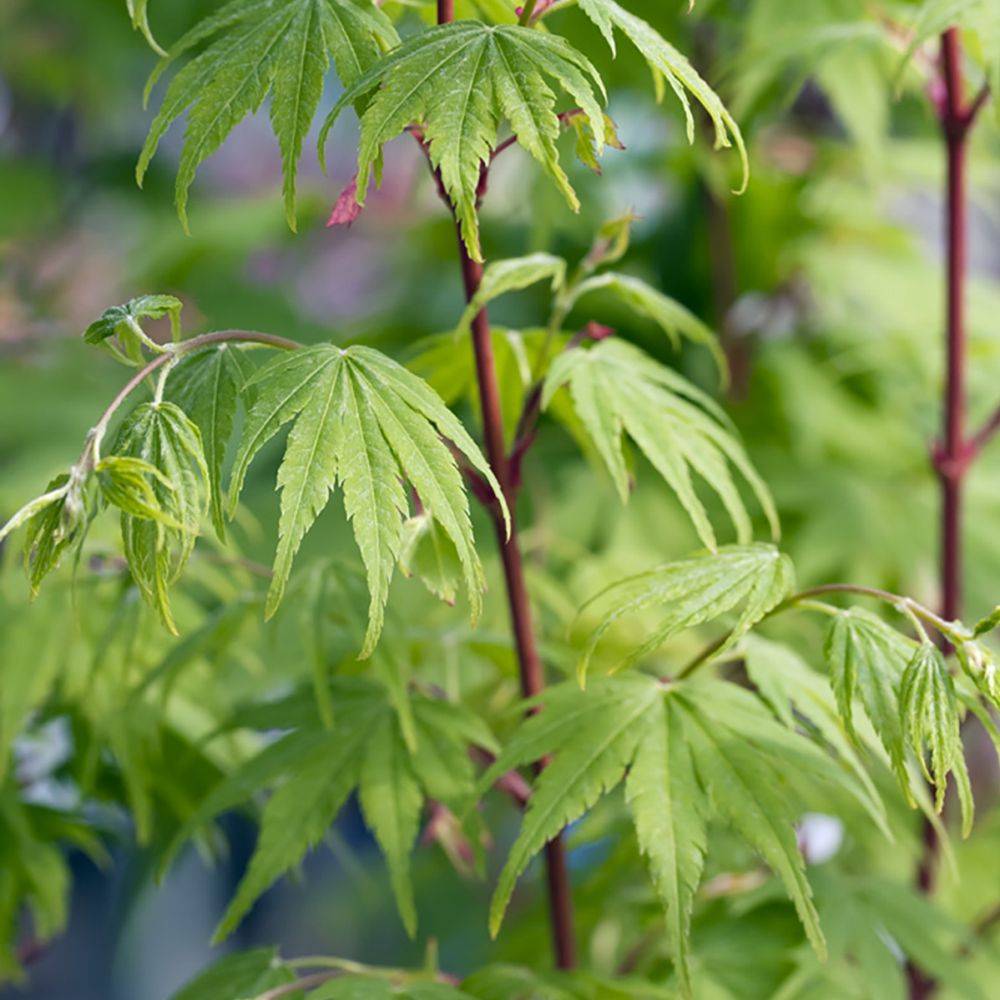 Erable du Japon 'Sangokaku' - Image 3