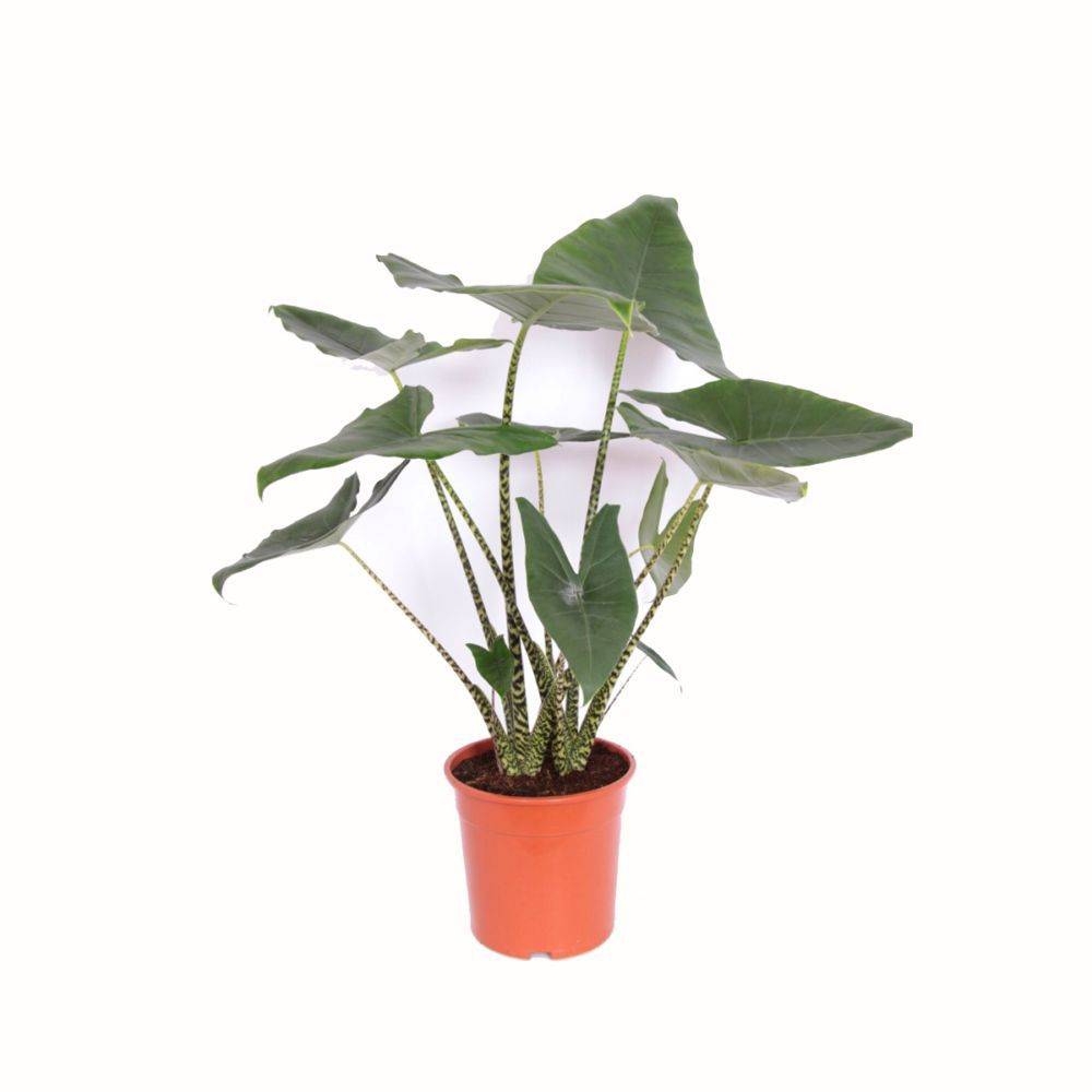 ALOCASIA zebrina