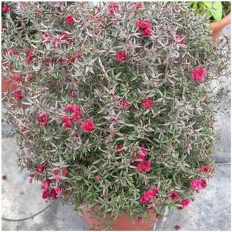 Leptospermum 'Winter Cheer'