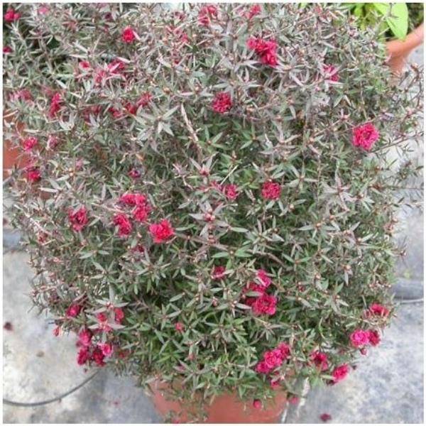 Leptospermum 'Winter Cheer'