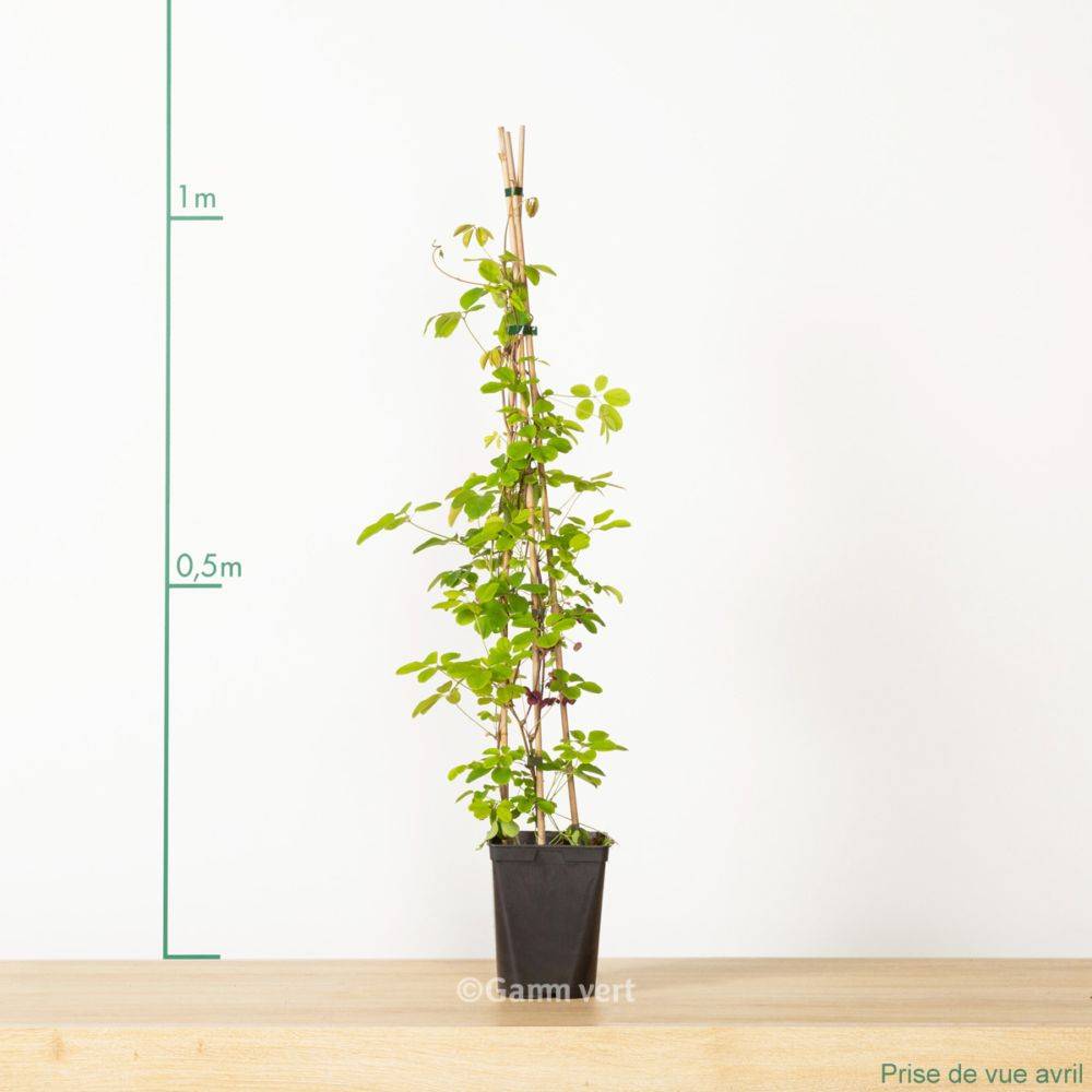 Akebia quinata - Image 4