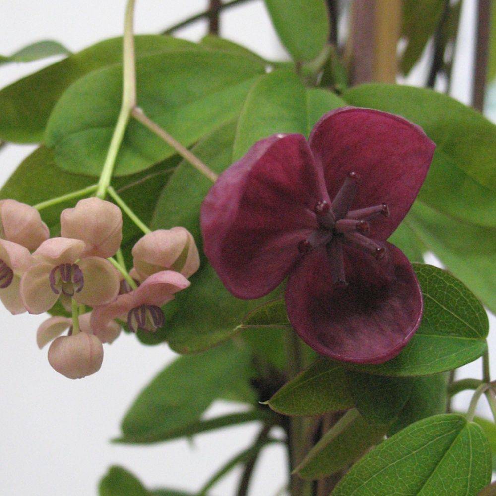 Akebia quinata - Image 2