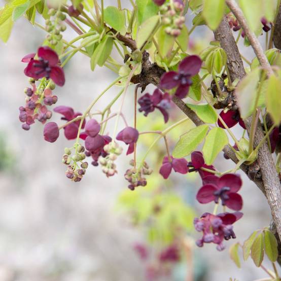 Akebia quinata - Image 3