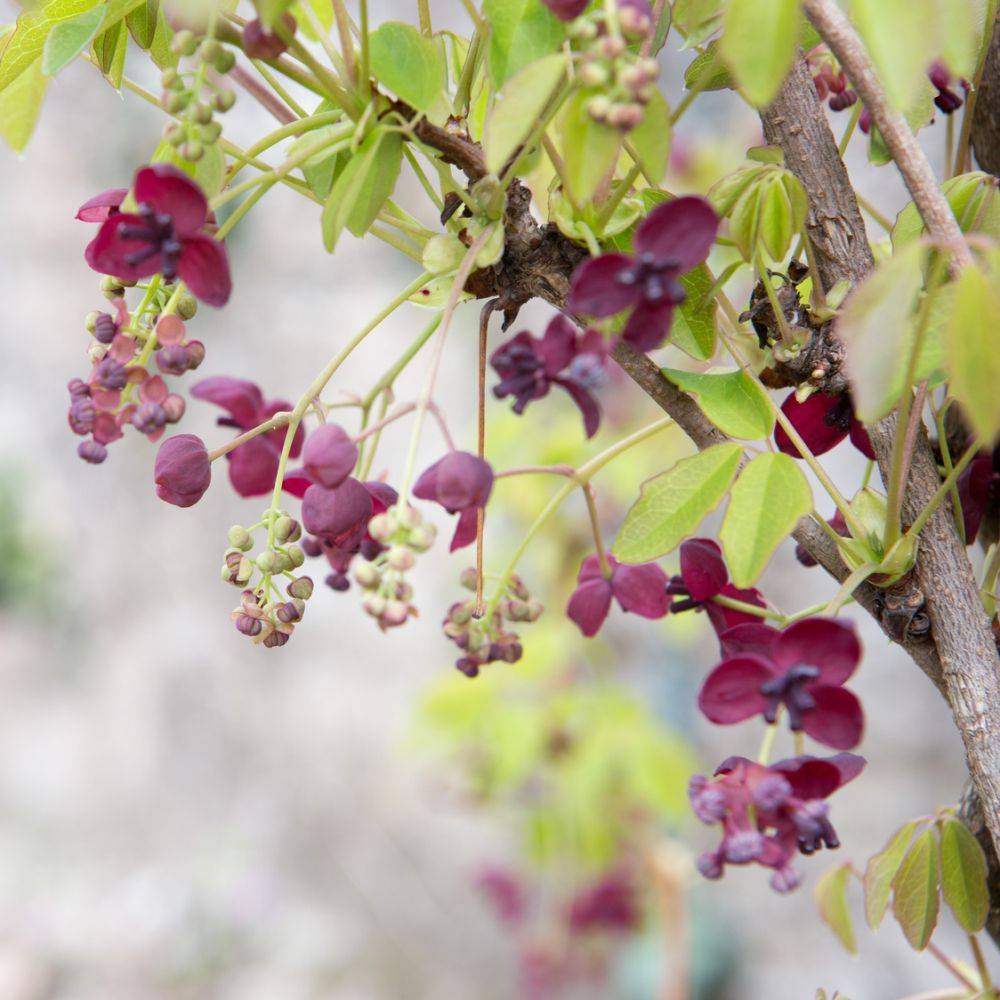 Akebia quinata - Image 3