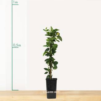 Chèvrefeuille 'Hall's Prolific'