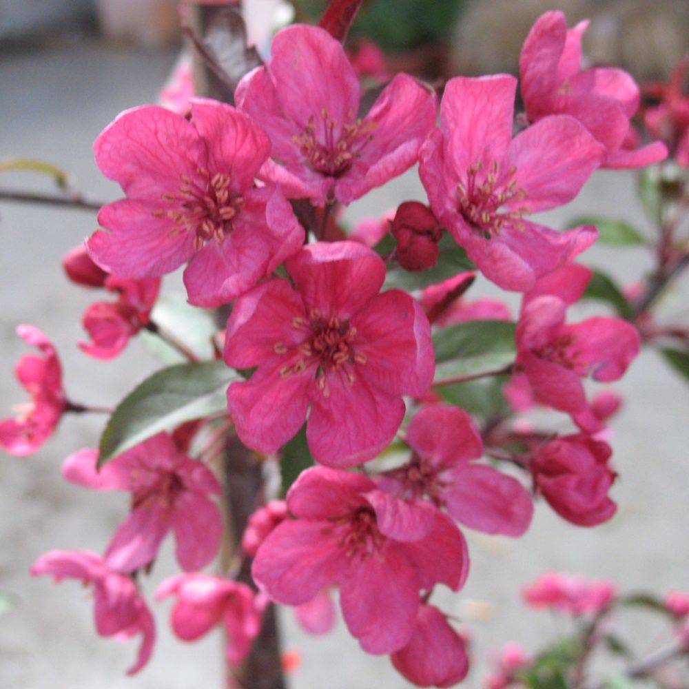 Pommier d'ornement 'Prairie Fire' - Image 4