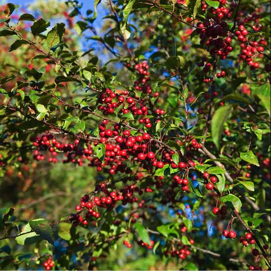 Pommier d'ornement 'Prairie Fire' - Image 3