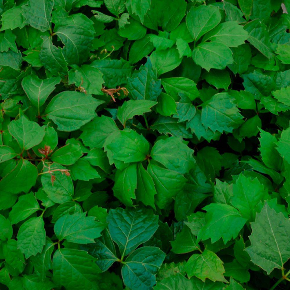 Parthenocissus tricuspidata 'Veitchii'