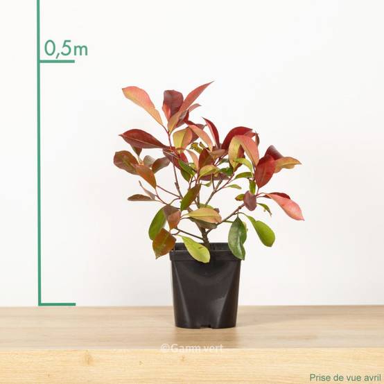 Photinia 'Red robin' - Image 4