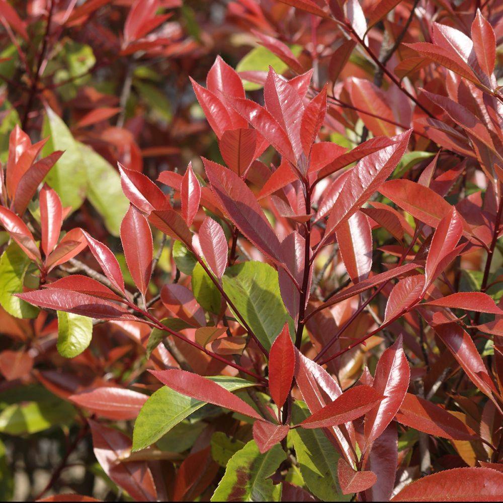 Photinia 'Red robin' - Image 5