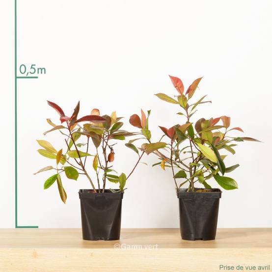 Photinia 'Red robin' - Image 7