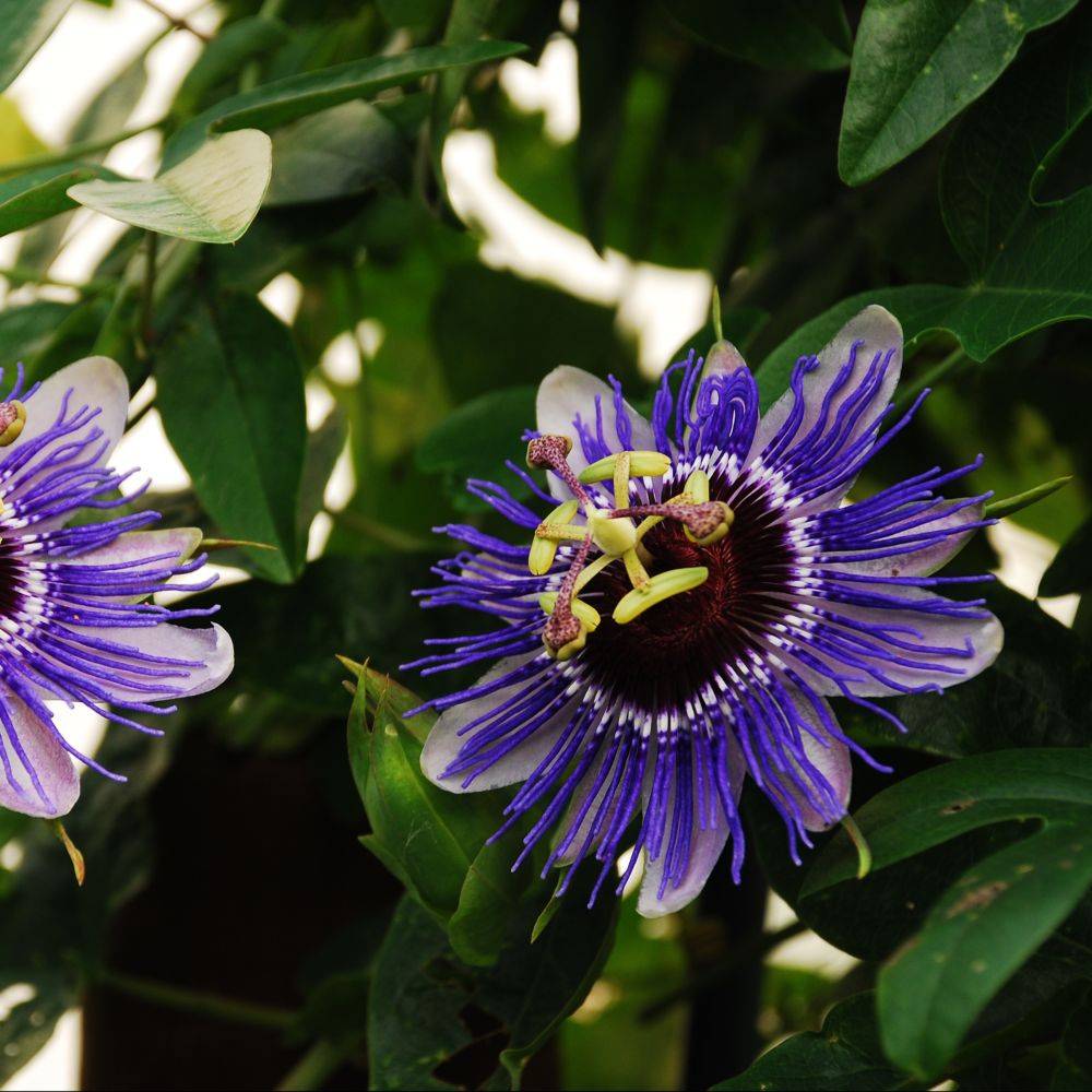Passiflore 'Purple haze' - Image 3