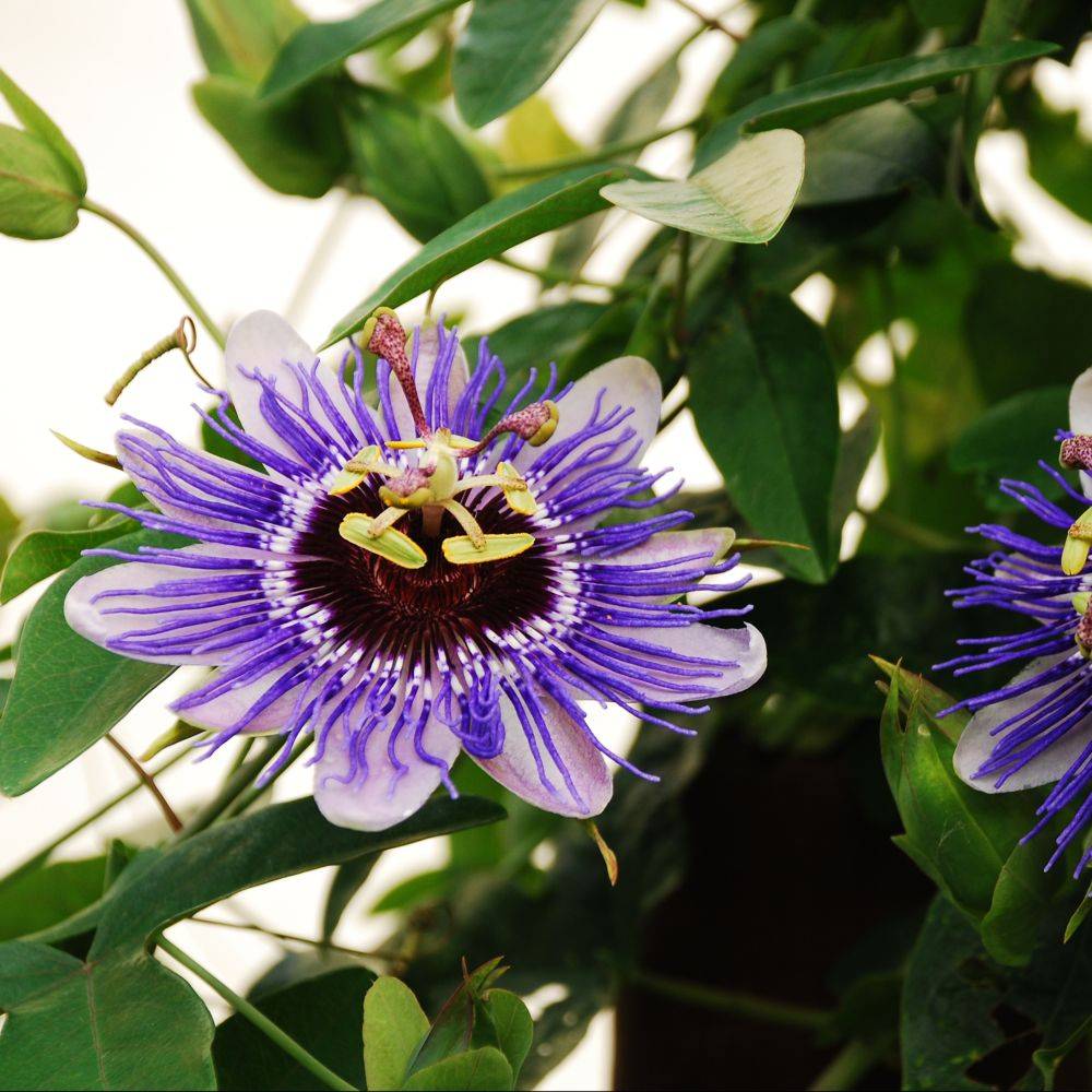 Passiflore 'Purple haze' - Image 6