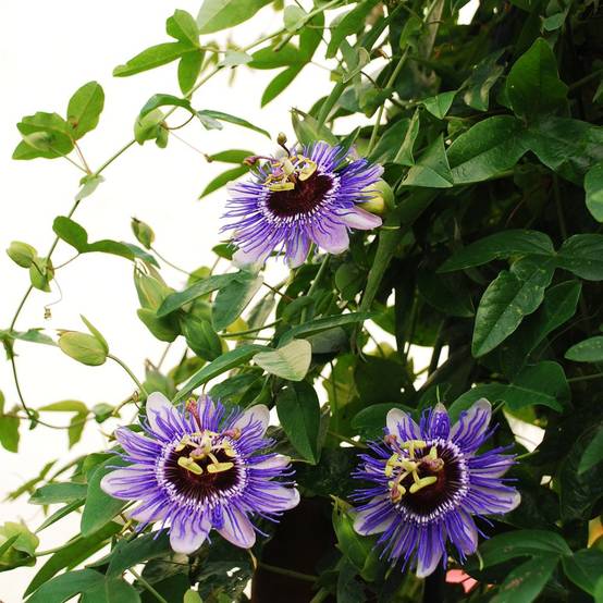 Passiflore 'Purple haze' - Image 2