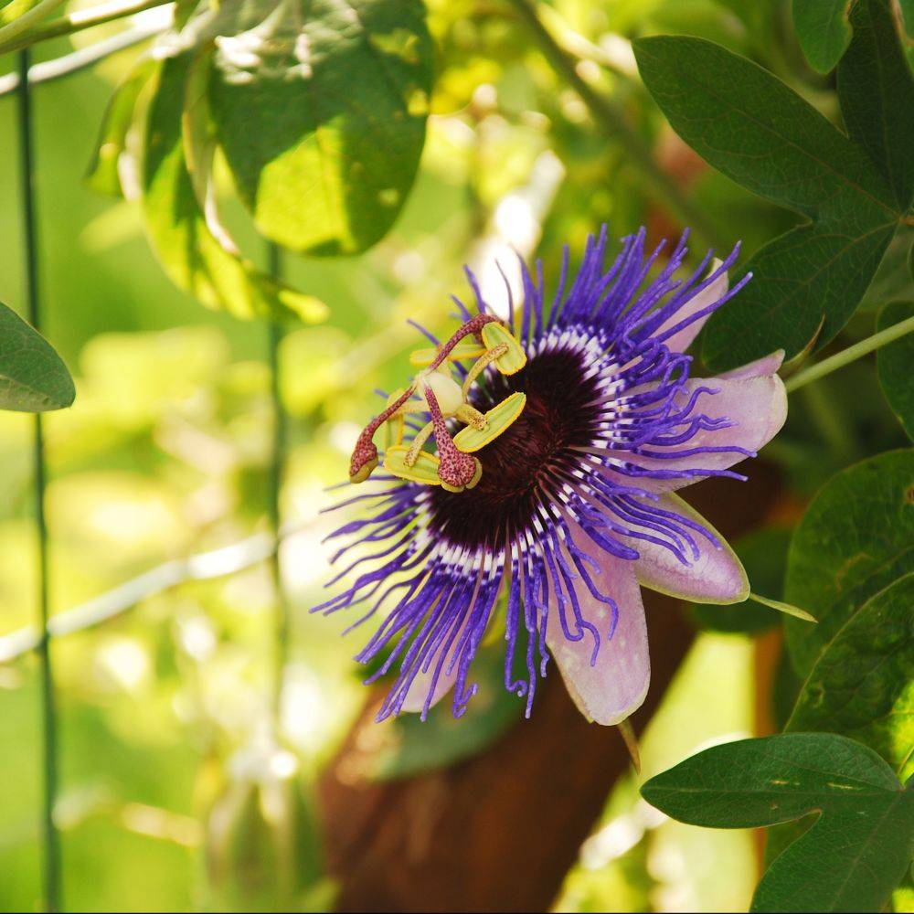 Passiflore 'Purple haze' - Image 7