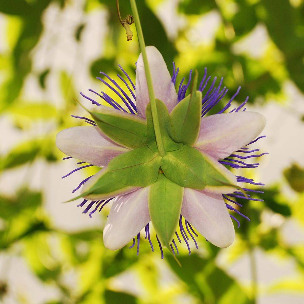 Passiflore 'Purple haze' - Image 4