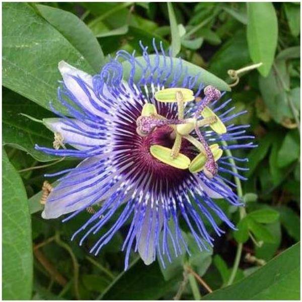 Passiflore 'Purple haze' - Image 5