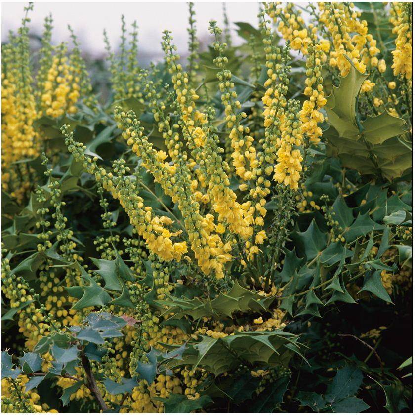 Mahonia du Japon 'Winter Sun'