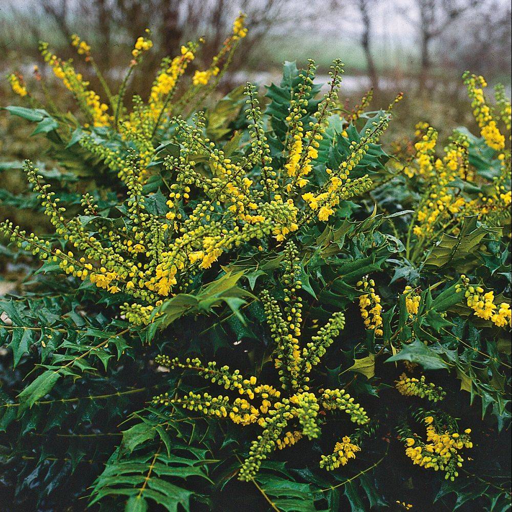 Mahonia du Japon 'Winter Sun' - Image 3