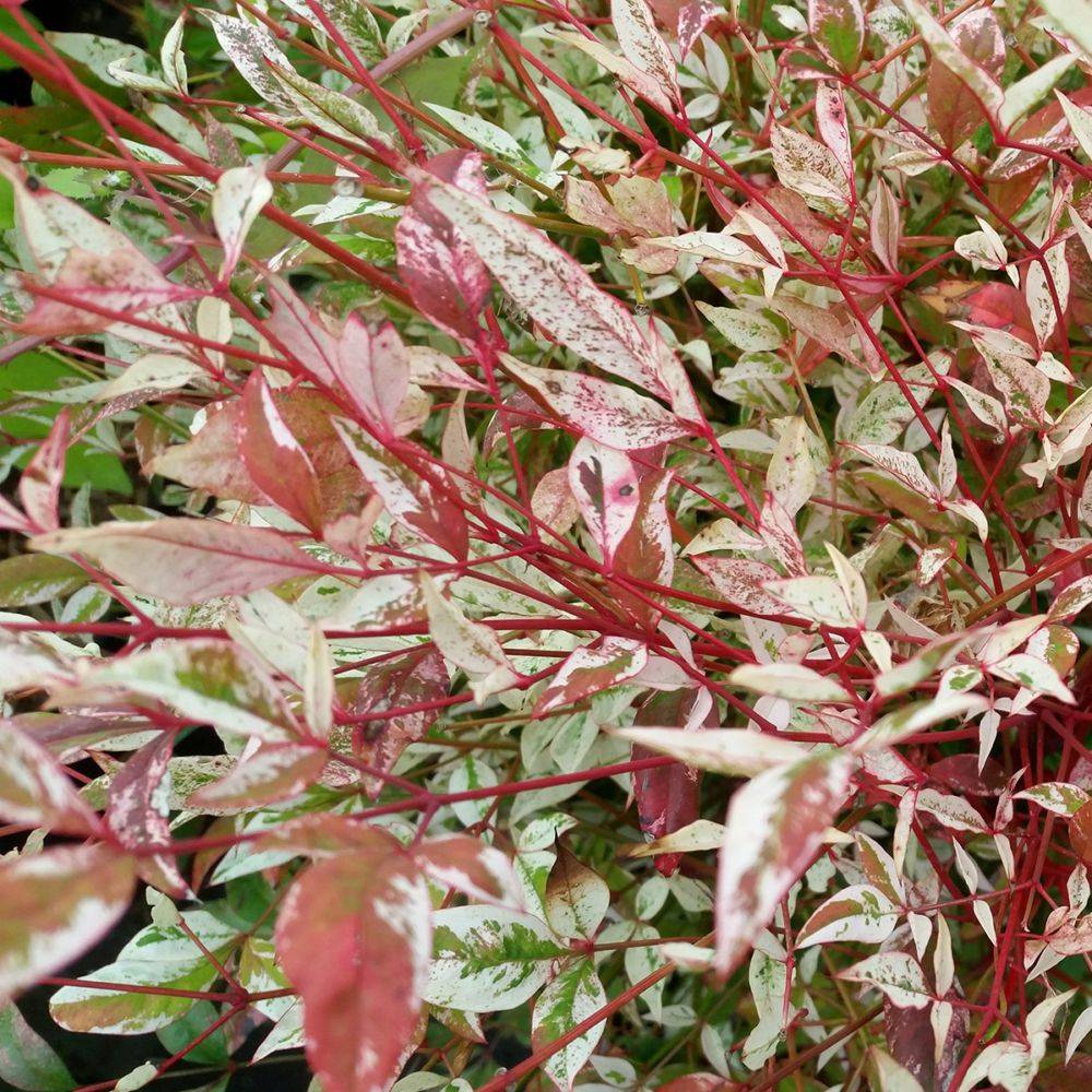 Bambou sacré - Nandina Twilight® - Image 2