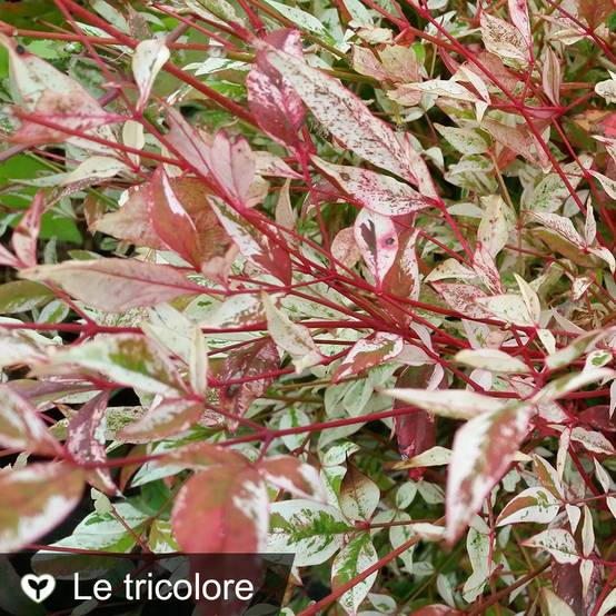 Bambou sacré - Nandina Twilight® - Image 1