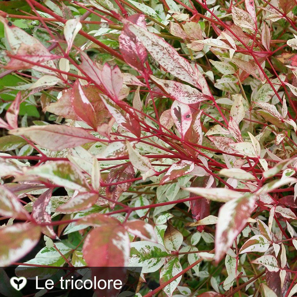 Bambou sacré - Nandina Twilight® - Image 1