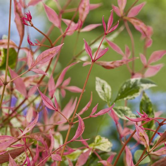 Bambou sacré - Nandina Twilight® - Image 3