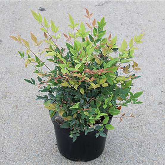 Bambou sacré - Nandina Twilight® - Image 6