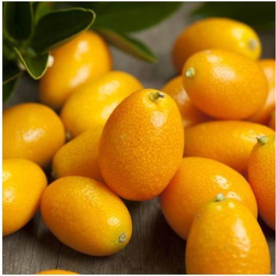 Kumquat - Image 1