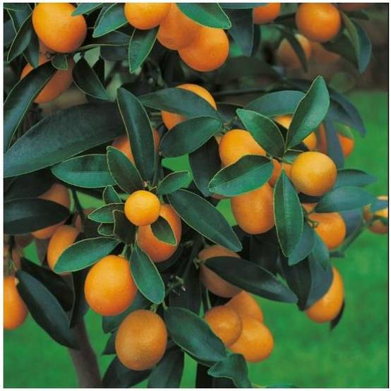 Kumquat - Image 2