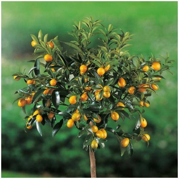 Kumquat - Image 3