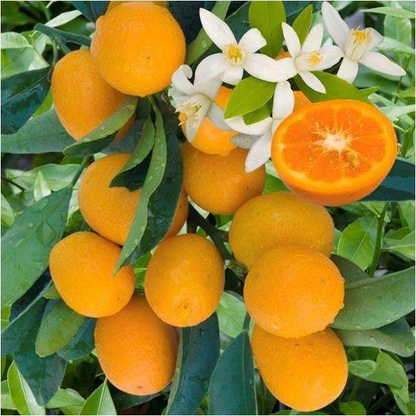Kumquat - Image 4