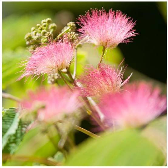 Albizia 'Ombrella' - Image 4