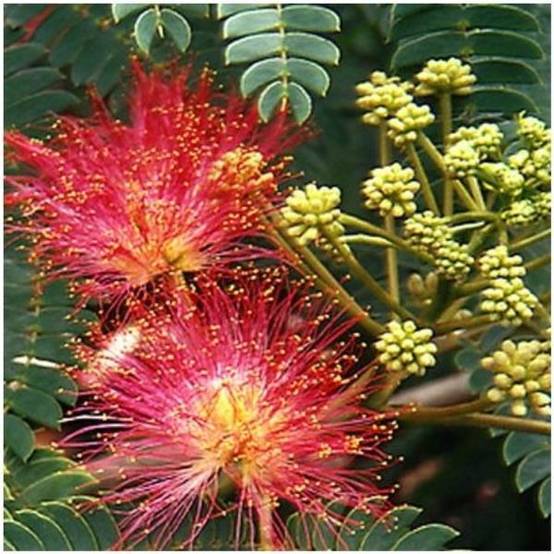 Albizia 'Ombrella' - Image 3