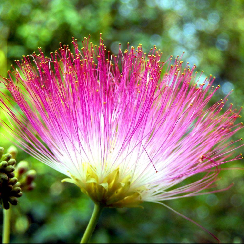 Albizia 'Ombrella'