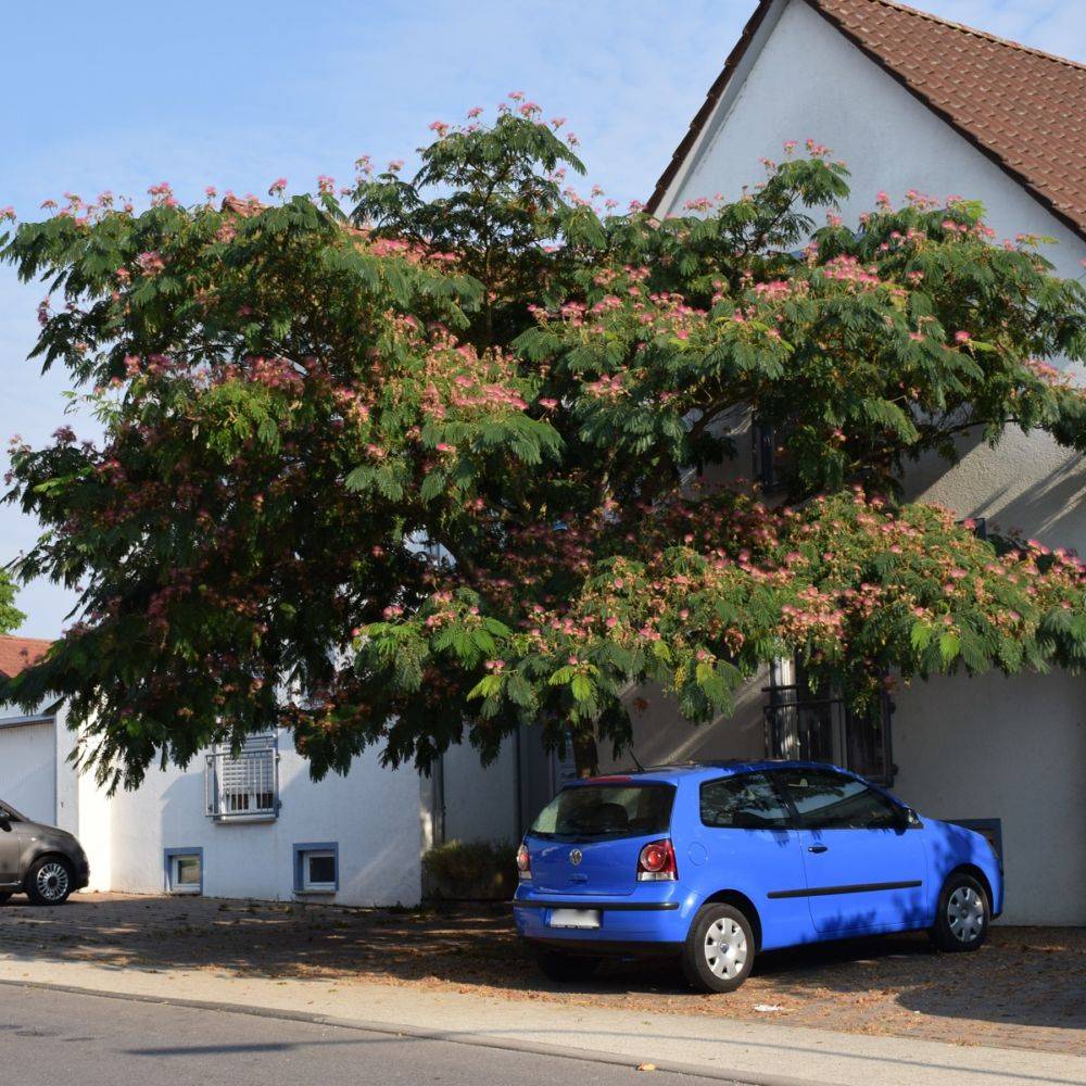 Albizia 'Ombrella' - Image 2