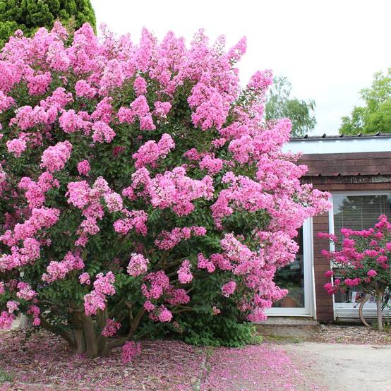 Lilas des Indes Jacqueline Desmartis® - Image 6