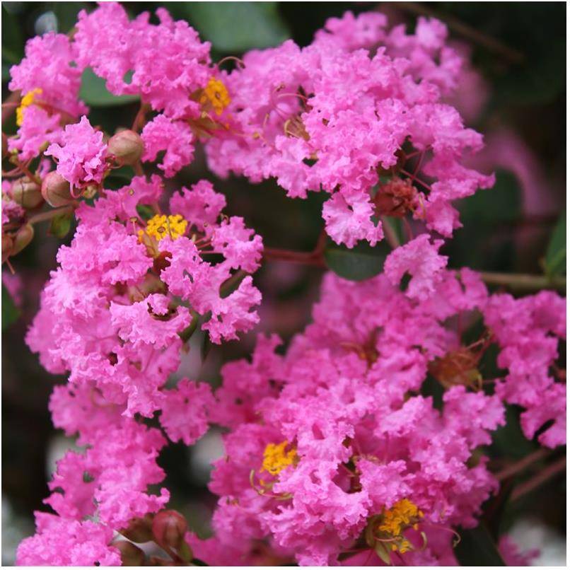 Lilas des Indes Jacqueline Desmartis® - Image 4