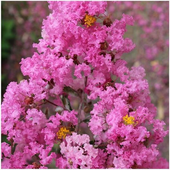 Lilas des Indes Jacqueline Desmartis® - Image 2