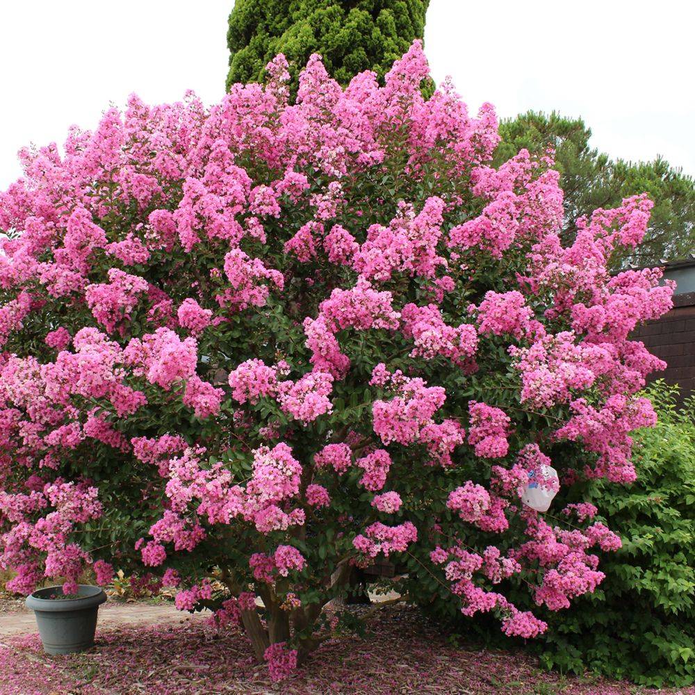 Lilas des Indes Jacqueline Desmartis® - Image 3