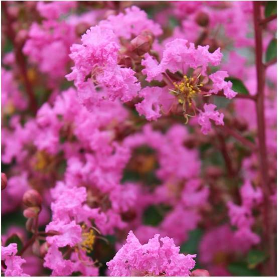 Lilas des Indes Jacqueline Desmartis® - Image 8
