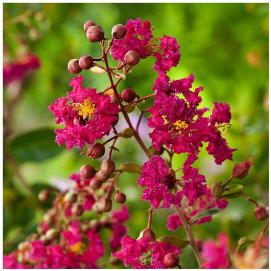 Lilas des Indes Red Imperator® - Image 1