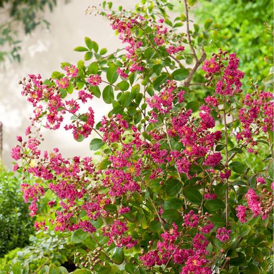 Lilas des Indes Red Imperator® - Image 3