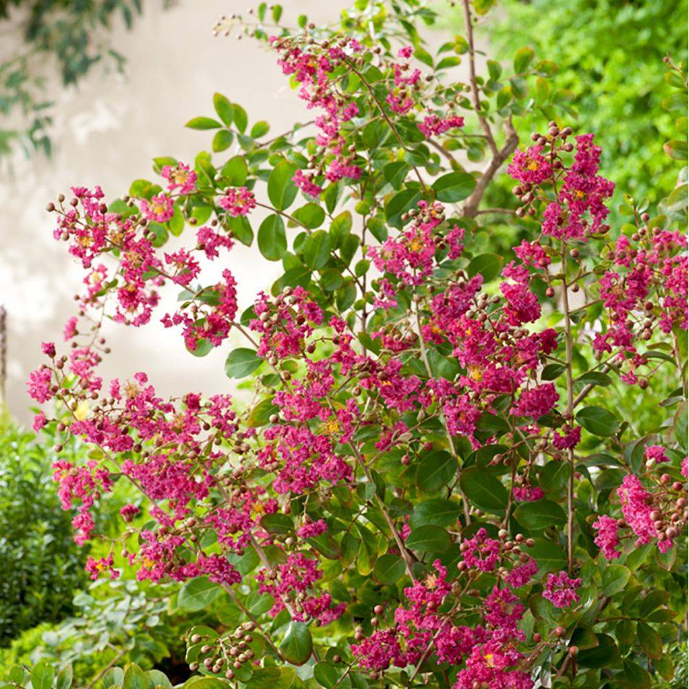 Lilas des Indes Red Imperator® - Image 3