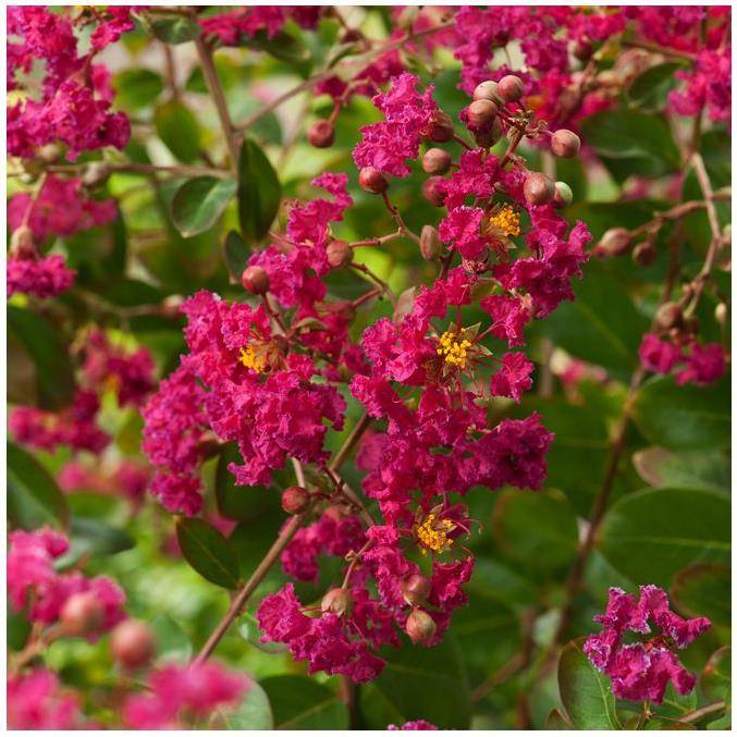 Lilas des Indes Red Imperator® - Image 2