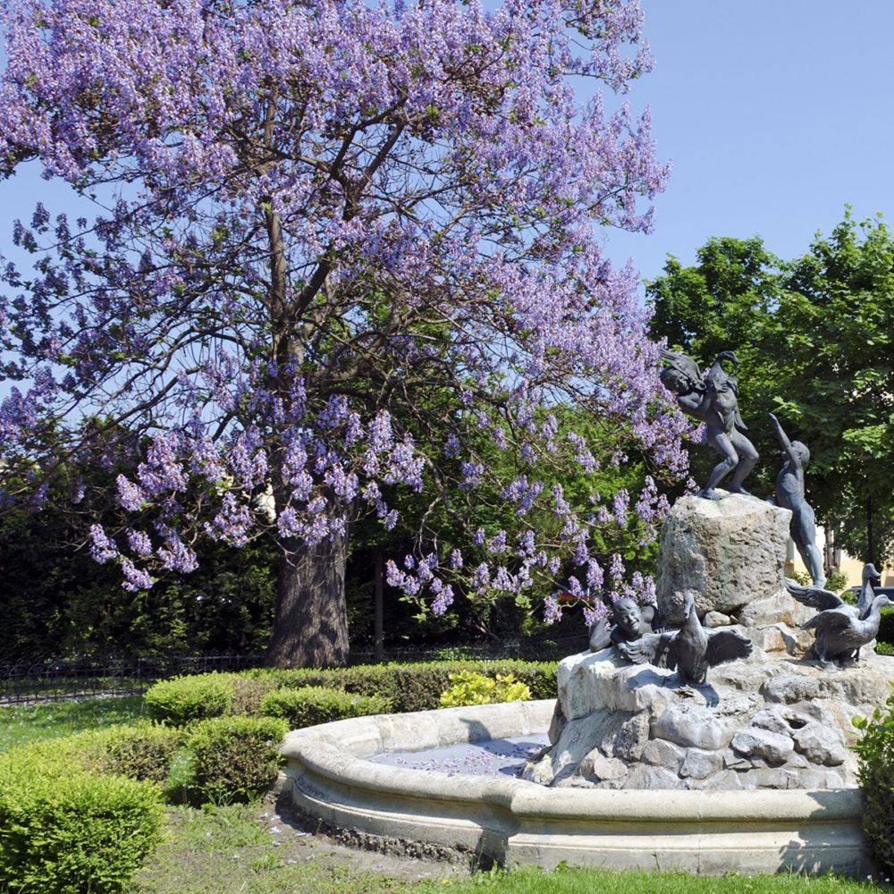 Paulownia - Image 2